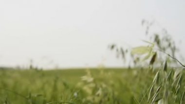 Kız yak²n A at binme