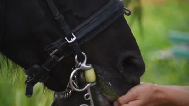 Fille nourrir un cheval au ralenti — Video