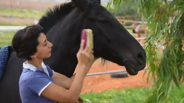 Menina escovando e limpando um cavalo — Vídeo de Stock