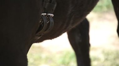 Kız çözsene bir at