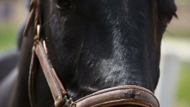 Kız bir at Temizleme