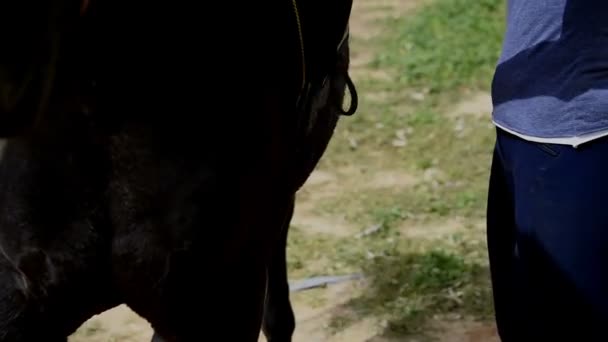 Ragazza sella un cavallo — Video Stock