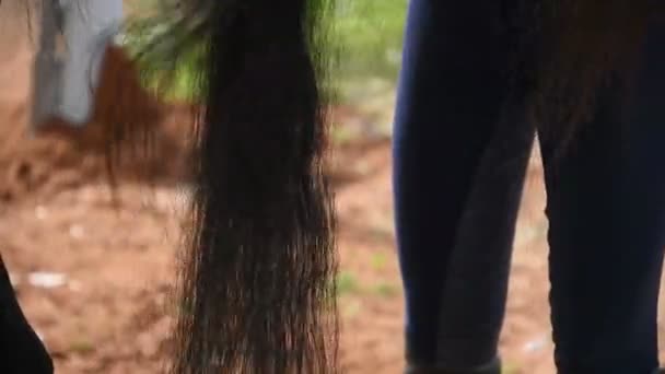 Dziewczyna szczotkowanie konia — Wideo stockowe