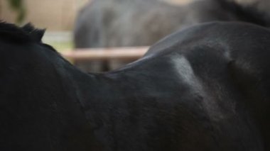 Kız eyer bir at kadar