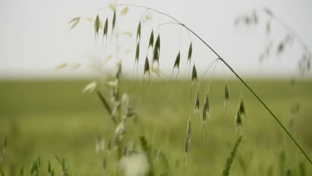 Dívka na koni A kůň rozostřený — Stock video