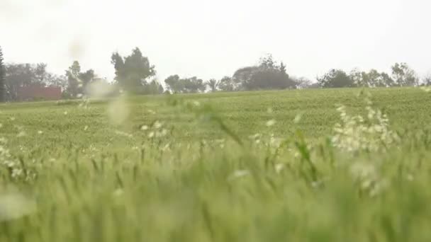 Meisje paardrijden — Stockvideo