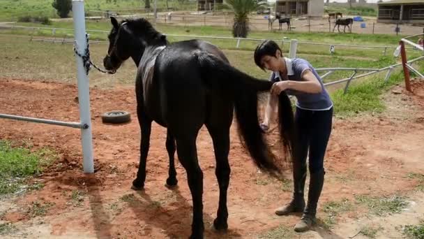 Girl brushing a horse tail — Stock Video