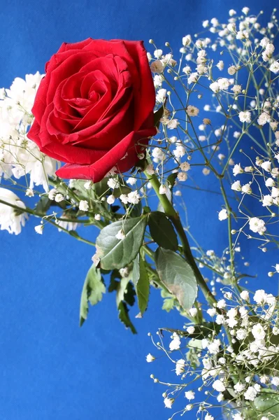 Gül beyaz çiçekli.