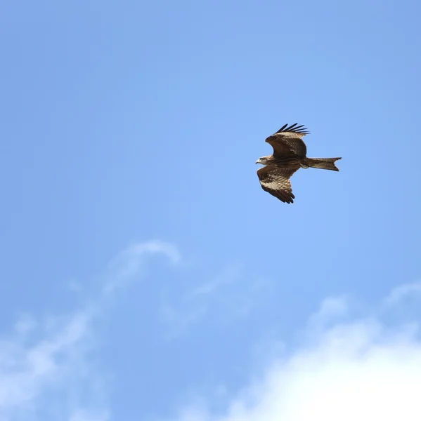 Greifvogel im Flug. 4 Stockbild