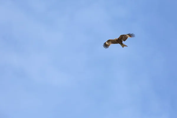 Bird of prey in flight. 1 — Stock Photo, Image