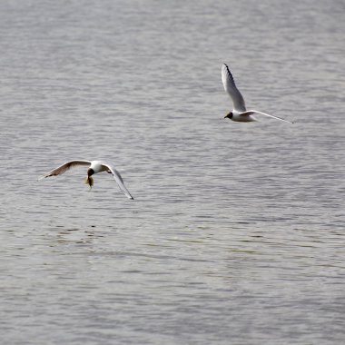Bir martı uçuş. 7