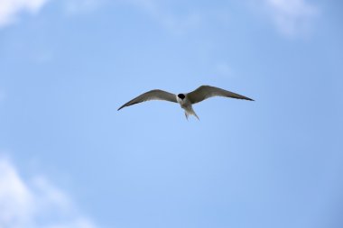 Bir martı uçuş. 1