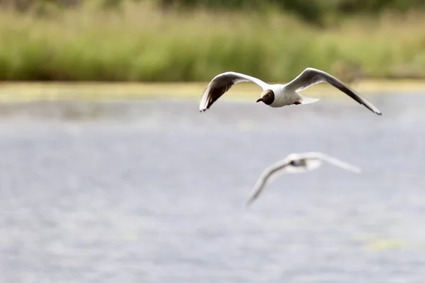 En fiskmås i flykten. 9 — Stockfoto