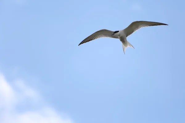一只海鸥在飞行中。4 免版税图库图片