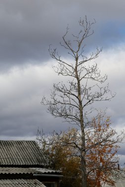 Kuru ağaç ve eski çatılar.