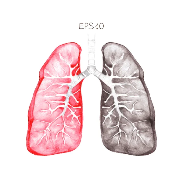 Pulmones humanos — Vector de stock