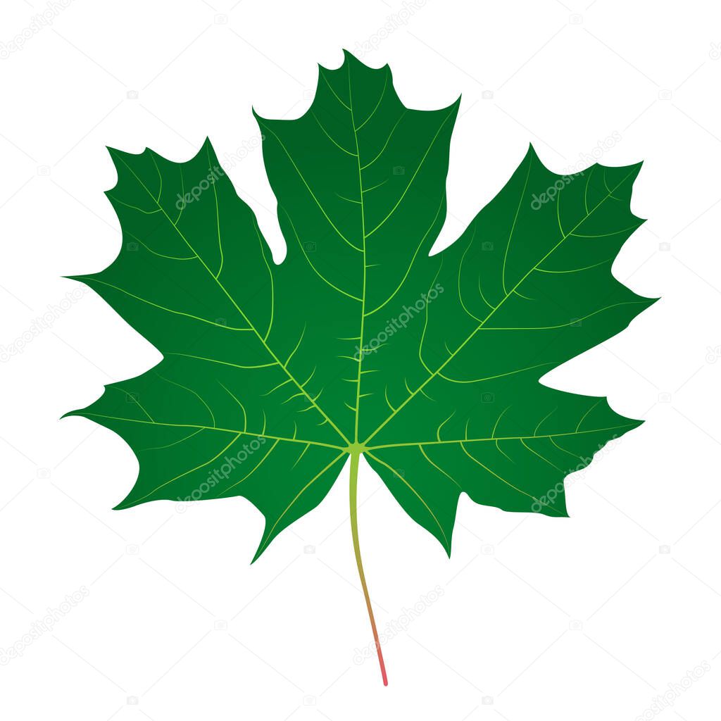 Green maple leaf. Vector illustration isolated on white background.
