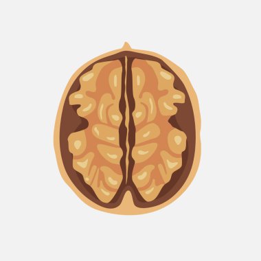 Kabuklu ceviz çekirdekleri. Beyaz arkaplanda izole edilmiş vektör grafik illüstrasyonu.