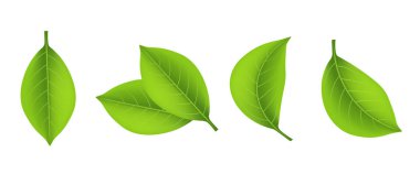 Bitki yaprağı seti. Üç boyutlu illüstrasyon. Beyaz arkaplanda vektör ortamı izole edildi.