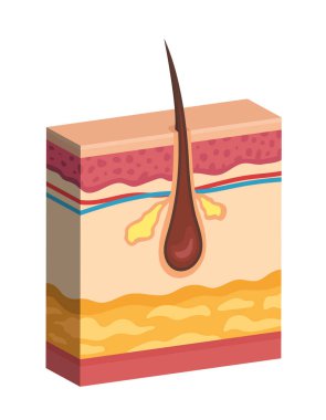 İnsan derisi yapısı. Saç kökü. Beyaz arkaplanda izole edilmiş vektör 3d illüstrasyon.