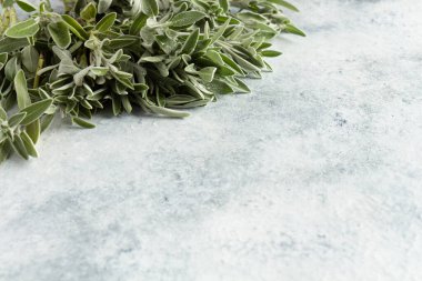 adaçayı salvası gri arkaplanda yakın plan bırakır
