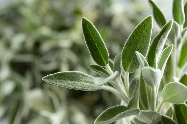 Sauge Salvia Feuilles Gros Plan Sur Fond Gris — Photo