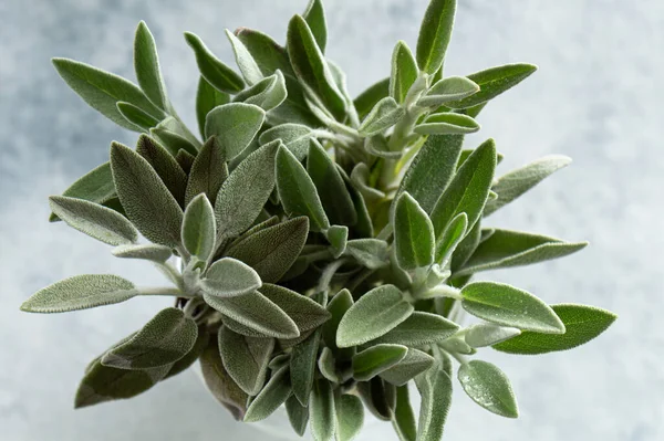 Sage Salvia Leaves Close Gray Background — Stock Photo, Image