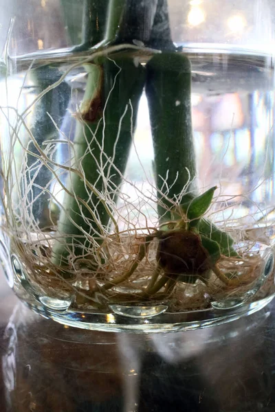 Una Foto Estética Raíces Plantas Acuáticas —  Fotos de Stock