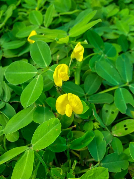 Egy Színes Fotó Zöld Sárga Virágok Reggel — Stock Fotó