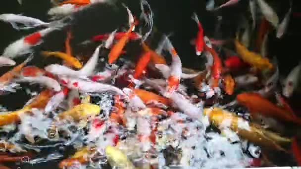 Video Von Vielen Koi Fischen Teich — Stockvideo