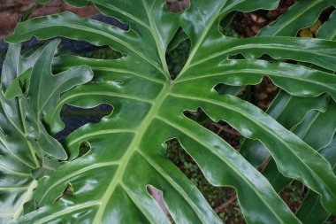 Büyük, dalgalı yeşil bitkiler fotoğraf bırakır.