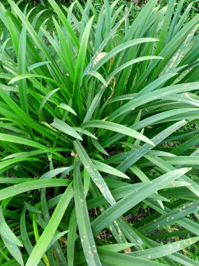 Uzun, yeşil yapraklı yemyeşil bir bitki.