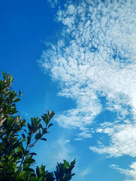 Piękne Niebiesko Białe Chmury Zielonym Drzewie Zdjęcie — Zdjęcie stockowe