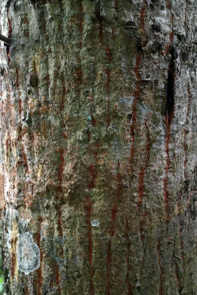 Την Υφή Του Φλοιού Μιας Παλιάς Φωτογραφίας Δέντρου — Φωτογραφία Αρχείου