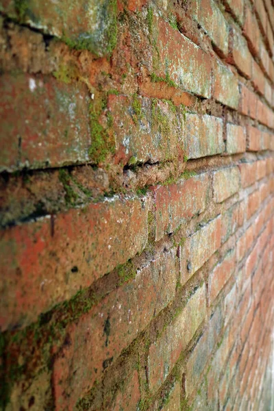 Una Vieja Pared Ladrillo Cubierta Musgo Foto — Foto de Stock