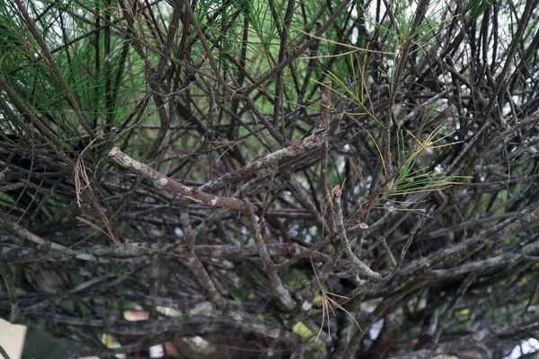 巣の写真を作る木の幹 — ストック写真