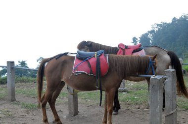 Tepelerde dinlenen iki kahverengi at.