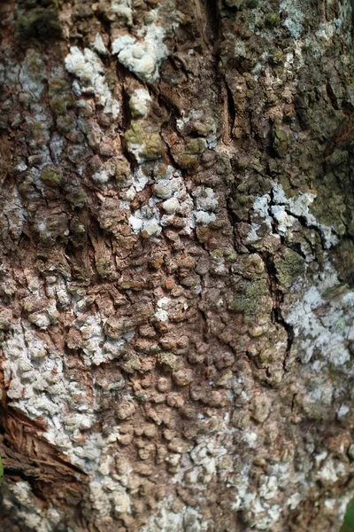 Dark Brown Bark Texture Photo — Stock Photo, Image