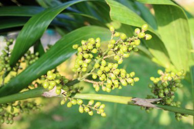 Bir sürü meyve fotoğrafı olan yeşil bitkiler.