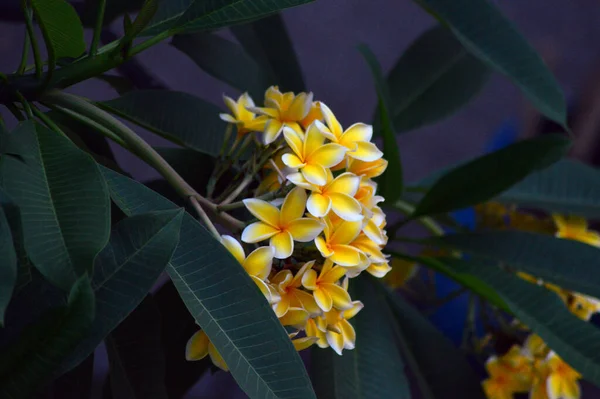 Žluté Frangipani Květiny Jsou Kvetoucí Fotografie — Stock fotografie