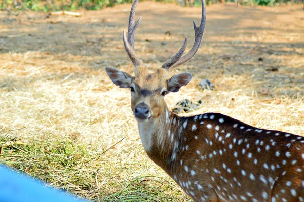 Ciervos Vistos Recinto Una Foto Del Zoológico — Foto de Stock