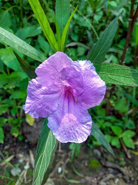 Una Bella Foto Fiori Viola — Foto Stock