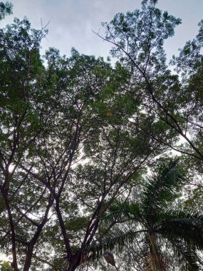 Öğleden sonra çekilen gölgeli ağaçlar.