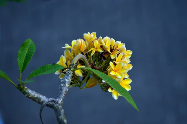 Žlutá Barva Kambodžských Květin Fotografie — Stock fotografie
