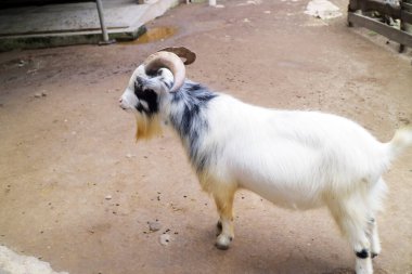 Beyaz keçi kafes fotoğrafında tek başına duruyor.