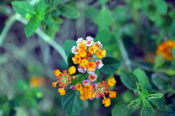 Nagyon Szép Kis Sárga Narancs Virág Fotó — Stock Fotó