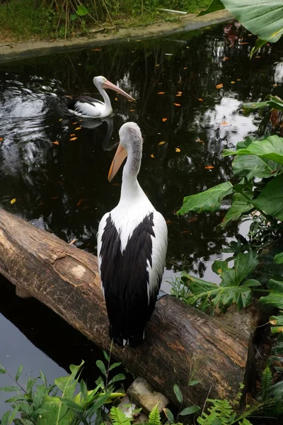 Dois Pelicanos Procura Comida Foto Rio — Fotografia de Stock