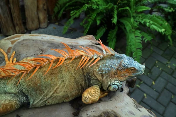 Grande Iguana Com Barbatanas Laranja Rastejando Uma Foto Bloco Madeira — Fotografia de Stock