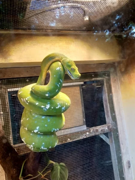 Зеленая Змея Стволе Дерева Клетке Фото — стоковое фото