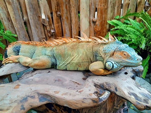 大鬣蜥躺在一张原木照片上 — 图库照片